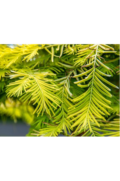Metasequoia glyptostroboides ’Gold Rush’